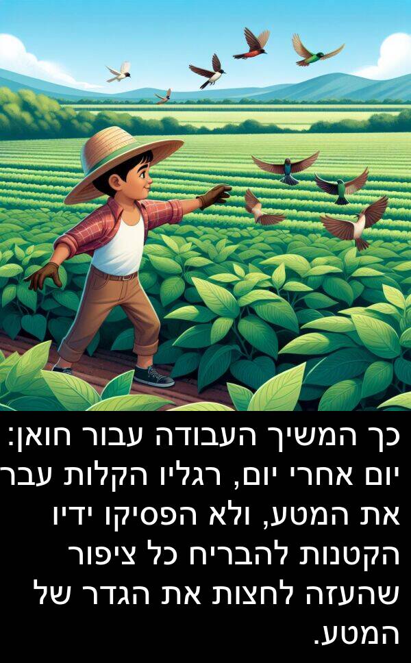עברו: כך המשיך העבודה עבור חואן: יום אחרי יום, רגליו הקלות עברו את המטע, ולא הפסיקו ידיו הקטנות להבריח כל ציפור שהעזה לחצות את הגדר של המטע.