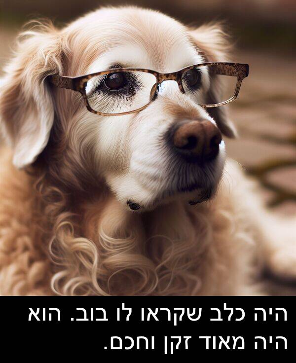 זקן: היה כלב שקראו לו בוב. הוא היה מאוד זקן וחכם.