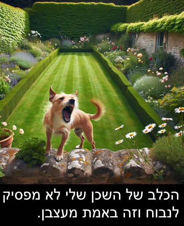 באמת: הכלב של השכן שלי לא מפסיק לנבוח וזה באמת מעצבן.