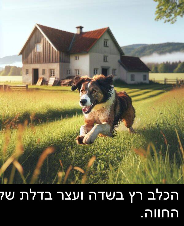 בדלת: הכלב רץ בשדה ועצר בדלת של החווה.