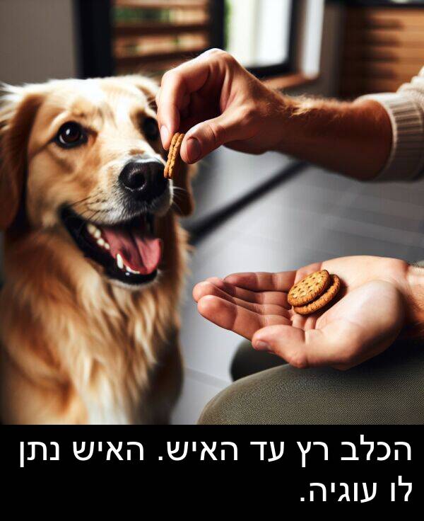 עוגיה: הכלב רץ עד האיש. האיש נתן לו עוגיה.