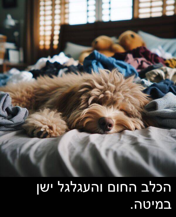 ישן: הכלב החום והעגלגל ישן במיטה.