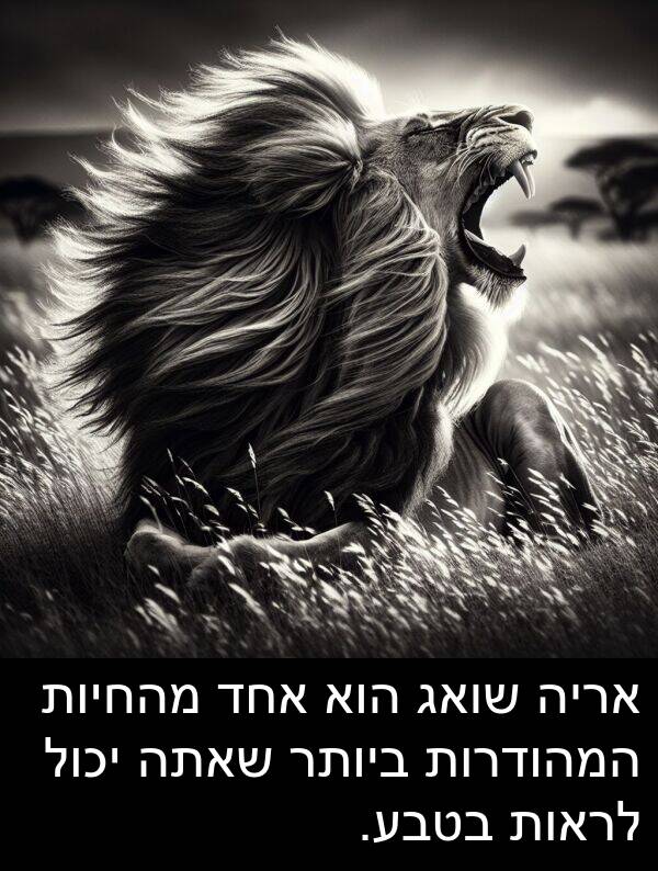 שאתה: אריה שואג הוא אחד מהחיות המהודרות ביותר שאתה יכול לראות בטבע.