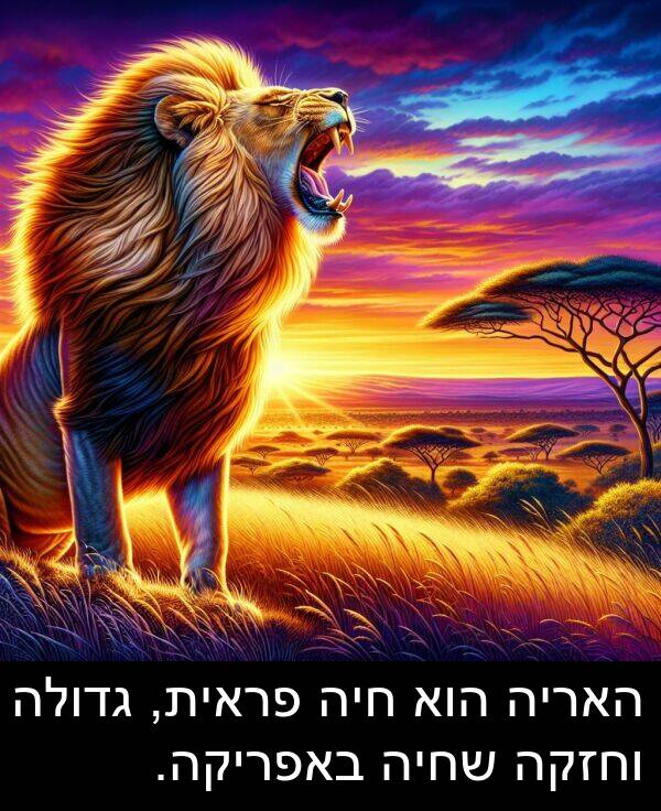 באפריקה: האריה הוא חיה פראית, גדולה וחזקה שחיה באפריקה.