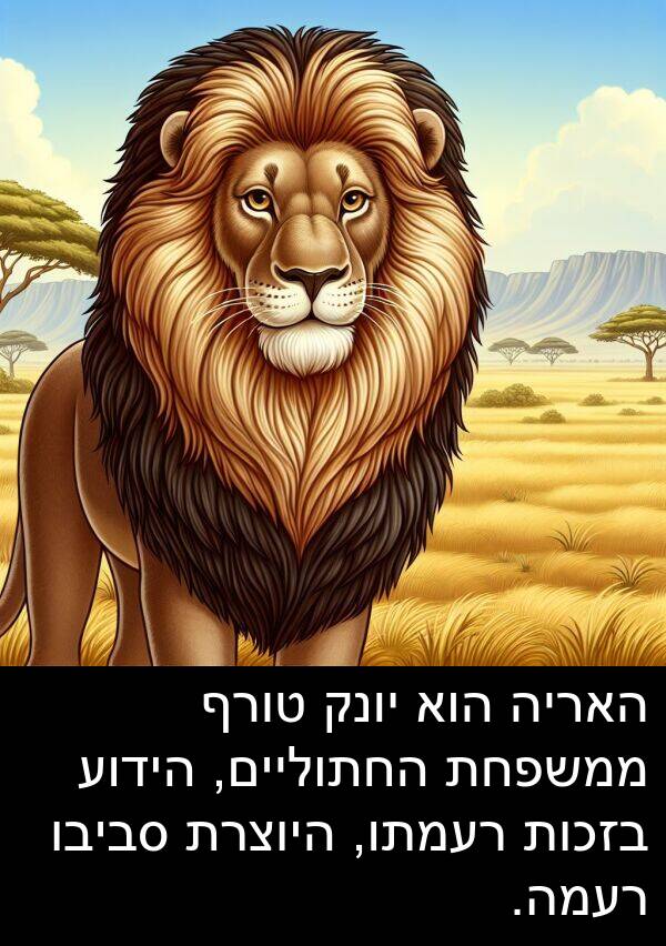 טורף: האריה הוא יונק טורף ממשפחת החתוליים, הידוע בזכות רעמתו, היוצרת סביבו רעמה.