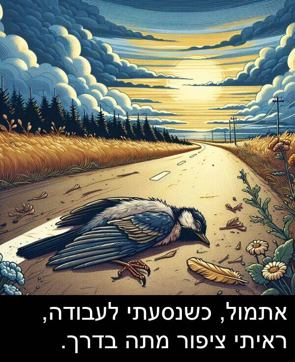 בדרך: אתמול, כשנסעתי לעבודה, ראיתי ציפור מתה בדרך.