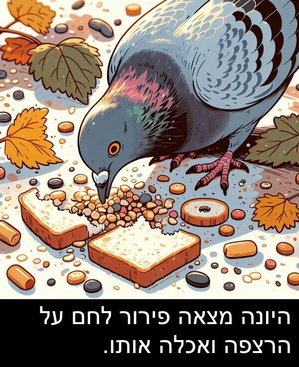 פירור: היונה מצאה פירור לחם על הרצפה ואכלה אותו.