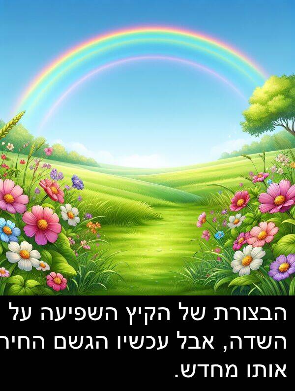 עכשיו: הבצורת של הקיץ השפיעה על השדה, אבל עכשיו הגשם החיה אותו מחדש.