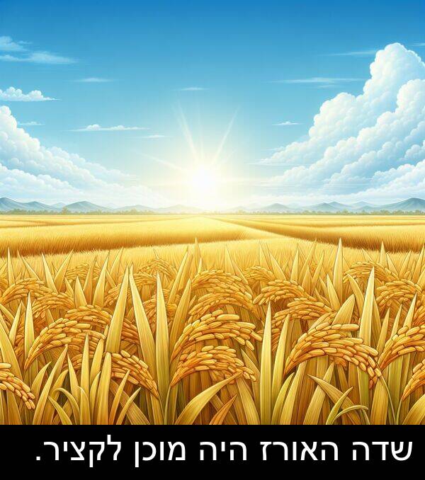 שדה: שדה האורז היה מוכן לקציר.