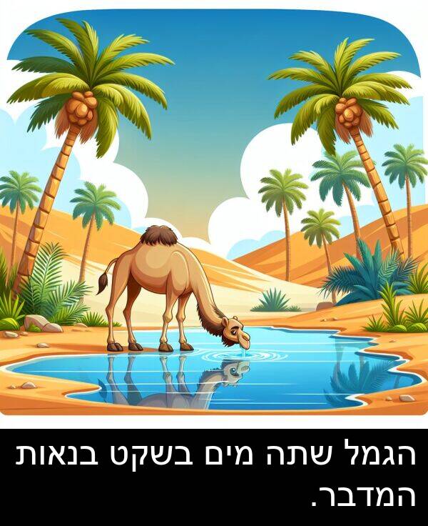 מים: הגמל שתה מים בשקט בנאות המדבר.