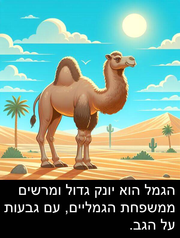 גדול: הגמל הוא יונק גדול ומרשים ממשפחת הגמליים, עם גבעות על הגב.