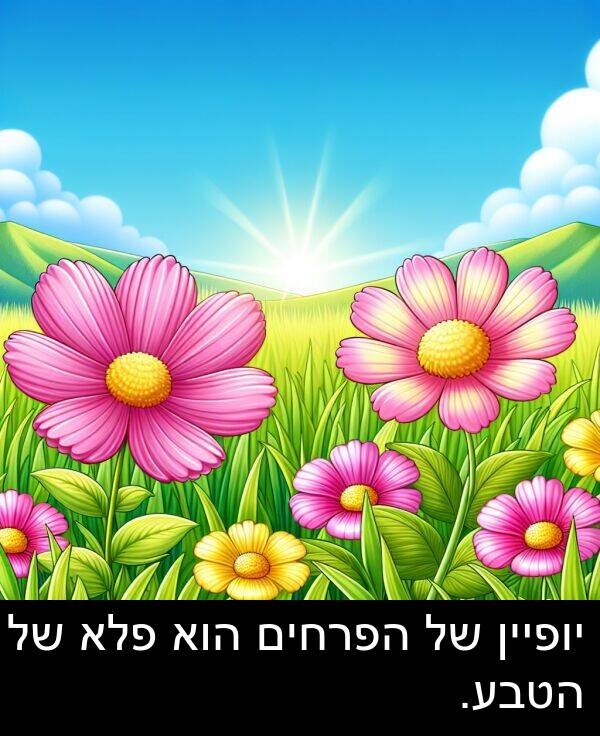 פלא: יופיין של הפרחים הוא פלא של הטבע.
