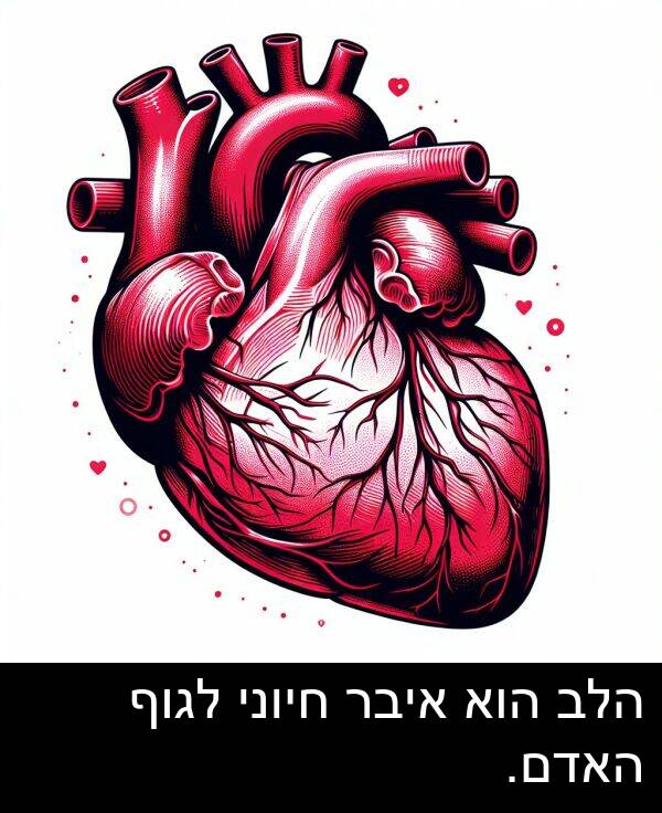 איבר: הלב הוא איבר חיוני לגוף האדם.