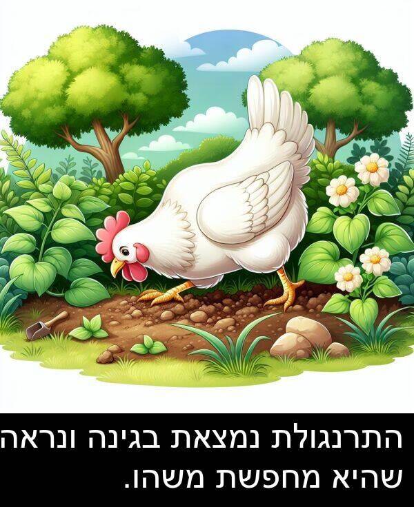 בגינה: התרנגולת נמצאת בגינה ונראה שהיא מחפשת משהו.