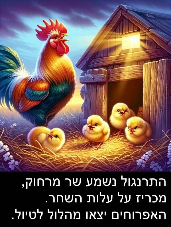 עלות: התרנגול נשמע שר מרחוק, מכריז על עלות השחר. האפרוחים יצאו מהלול לטיול.