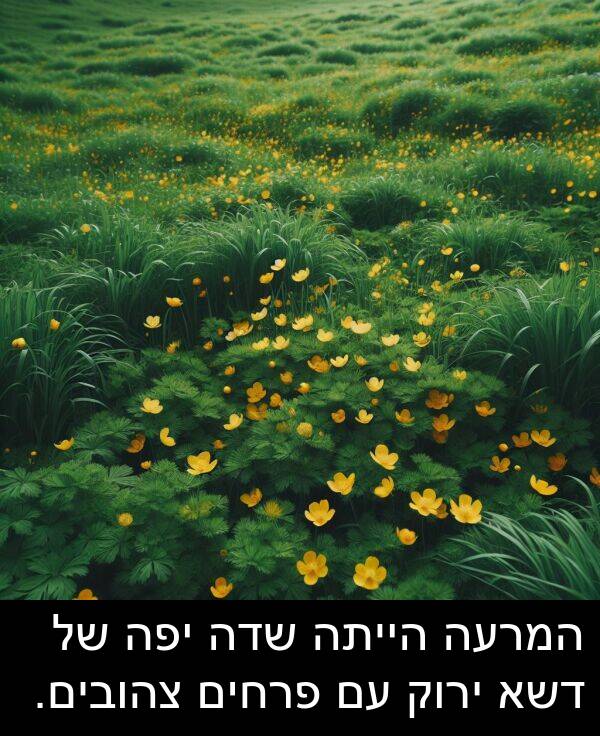 פרחים: המרעה הייתה שדה יפה של דשא ירוק עם פרחים צהובים.