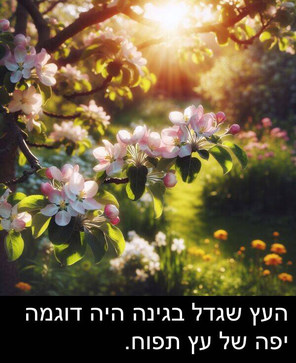 בגינה: העץ שגדל בגינה היה דוגמה יפה של עץ תפוח.