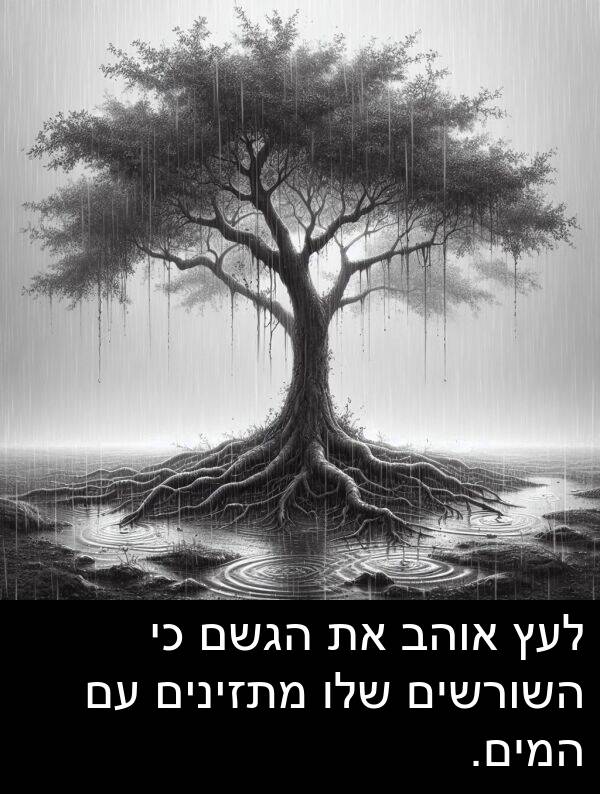 המים: לעץ אוהב את הגשם כי השורשים שלו מתזינים עם המים.