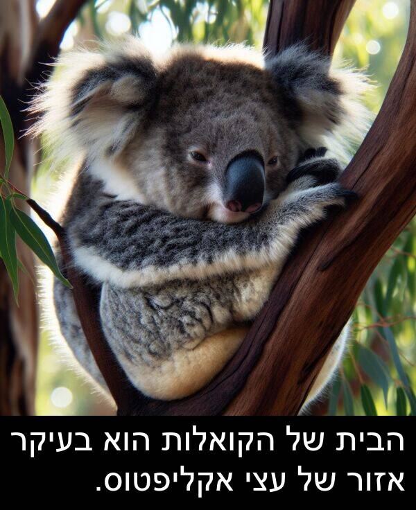 אזור: הבית של הקואלות הוא בעיקר אזור של עצי אקליפטוס.