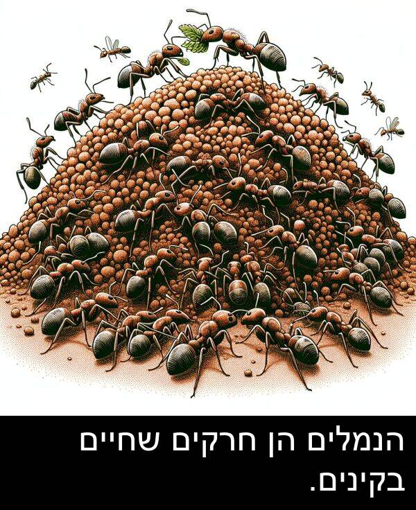 חרקים: הנמלים הן חרקים שחיים בקינים.