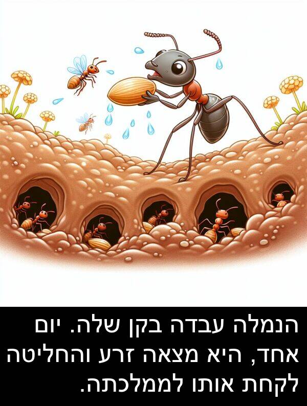 עבדה: הנמלה עבדה בקן שלה. יום אחד, היא מצאה זרע והחליטה לקחת אותו לממלכתה.