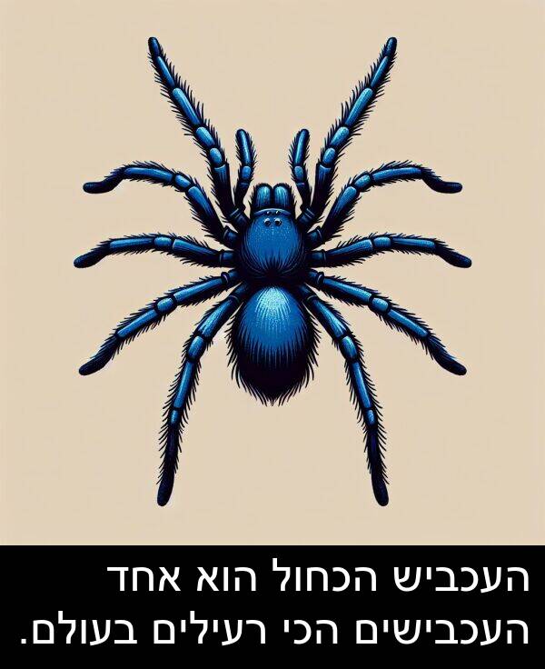 רעילים: העכביש הכחול הוא אחד העכבישים הכי רעילים בעולם.