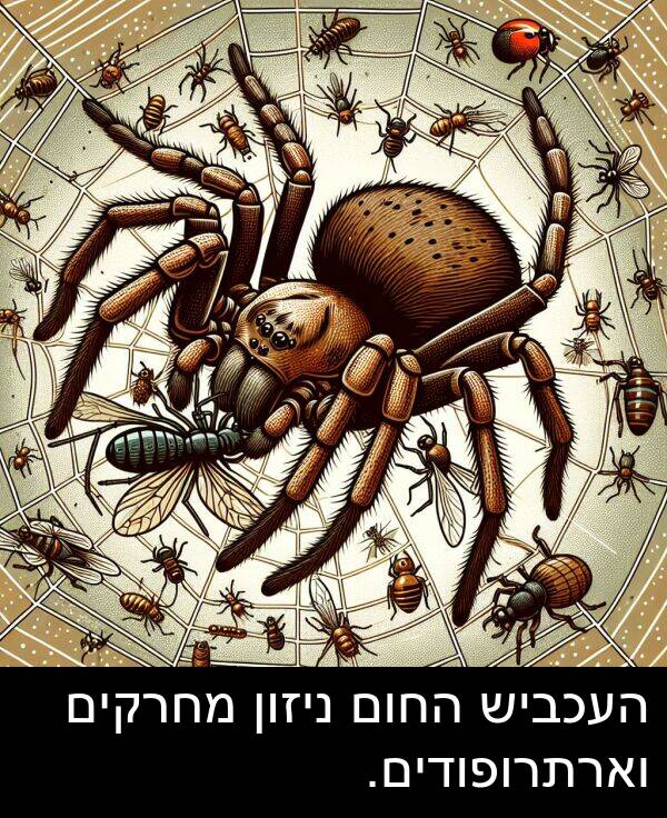 ניזון: העכביש החום ניזון מחרקים וארתרופודים.