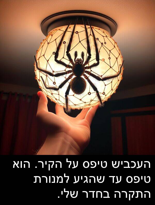 טיפס: העכביש טיפס על הקיר. הוא טיפס עד שהגיע למנורת התקרה בחדר שלי.