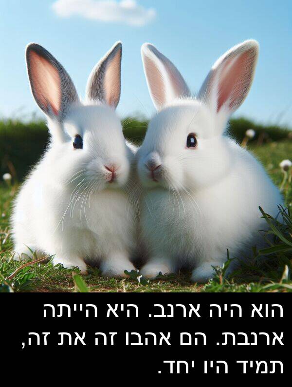 זה: הוא היה ארנב. היא הייתה ארנבת. הם אהבו זה את זה, תמיד היו יחד.