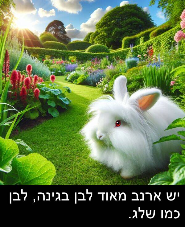 בגינה: יש ארנב מאוד לבן בגינה, לבן כמו שלג.