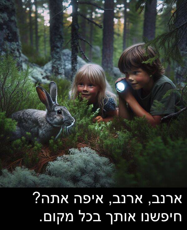 איפה: ארנב, ארנב, איפה אתה? חיפשנו אותך בכל מקום.