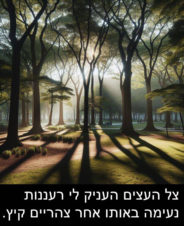 צהריים: צל העצים העניק לי רעננות נעימה באותו אחר צהריים קיץ.
