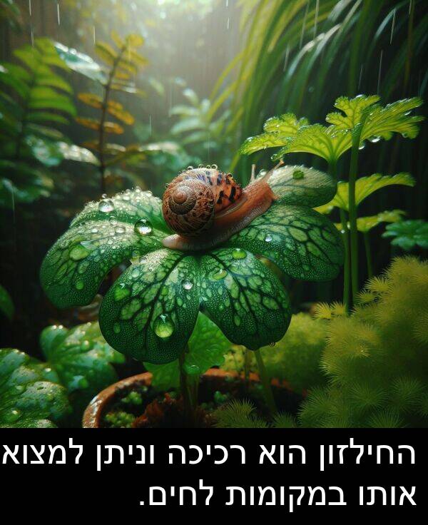 רכיכה: החילזון הוא רכיכה וניתן למצוא אותו במקומות לחים.