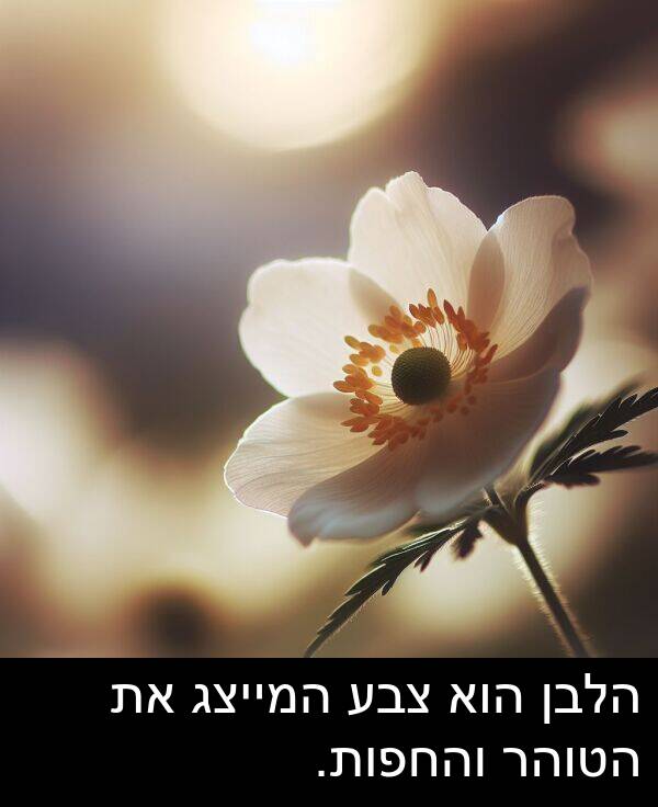 צבע: הלבן הוא צבע המייצג את הטוהר והחפות.