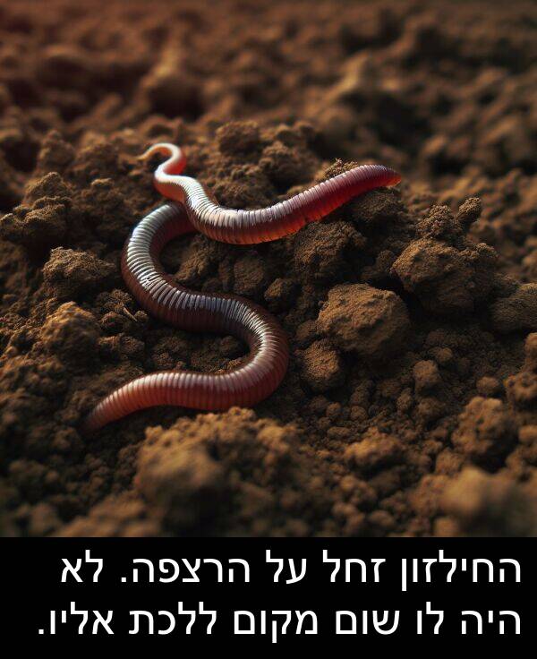 זחל: החילזון זחל על הרצפה. לא היה לו שום מקום ללכת אליו.