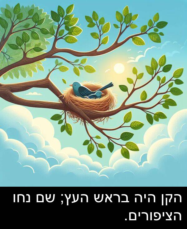 בראש: הקן היה בראש העץ; שם נחו הציפורים.