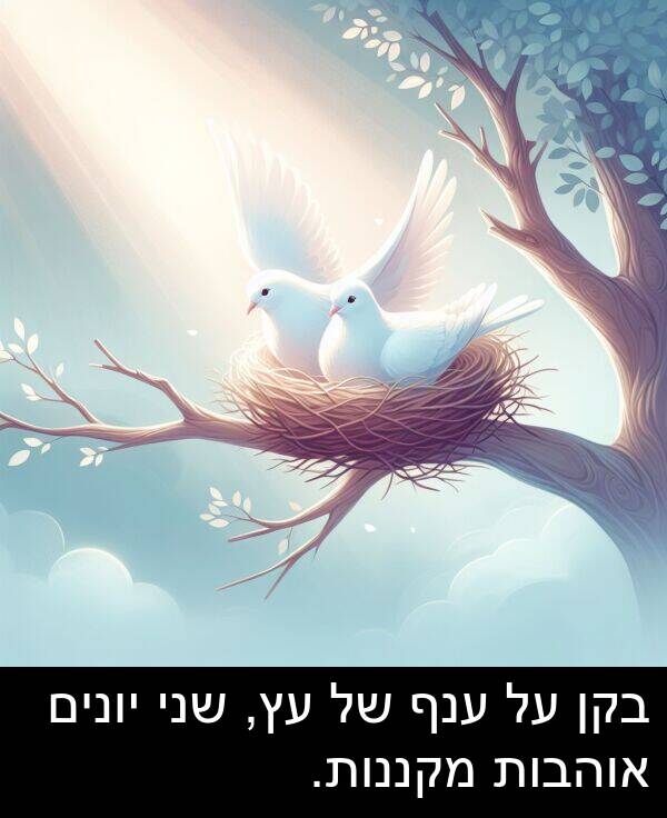 אוהבות: בקן על ענף של עץ, שני יונים אוהבות מקננות.