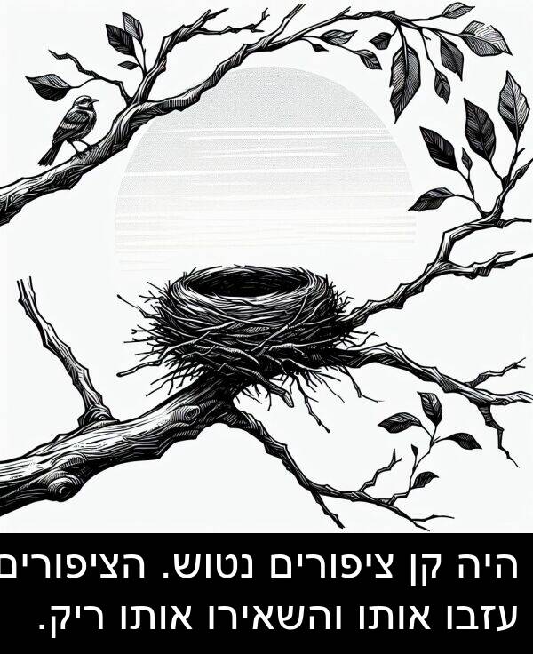 ציפורים: היה קן ציפורים נטוש. הציפורים עזבו אותו והשאירו אותו ריק.