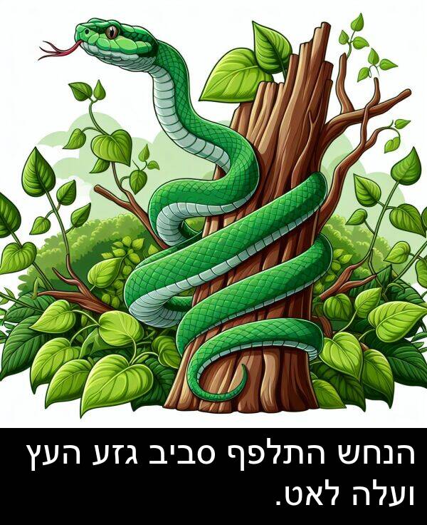 סביב: הנחש התלפף סביב גזע העץ ועלה לאט.