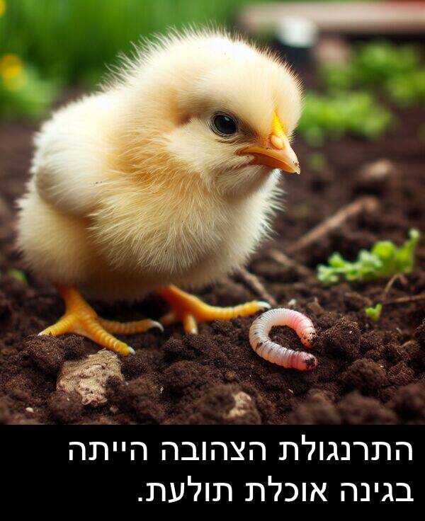 בגינה: התרנגולת הצהובה הייתה בגינה אוכלת תולעת.