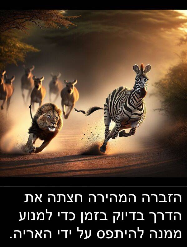 בדיוק: הזברה המהירה חצתה את הדרך בדיוק בזמן כדי למנוע ממנה להיתפס על ידי האריה.