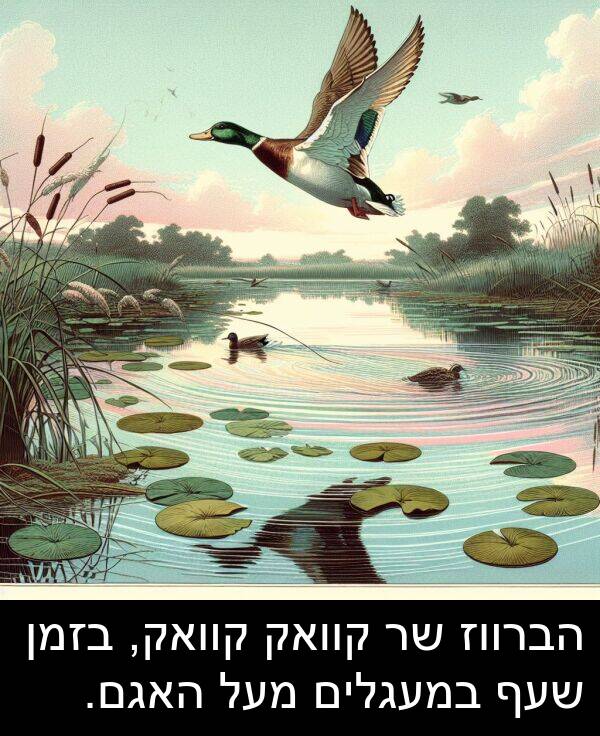 קוואק: הברווז שר קוואק קוואק, בזמן שעף במעגלים מעל האגם.