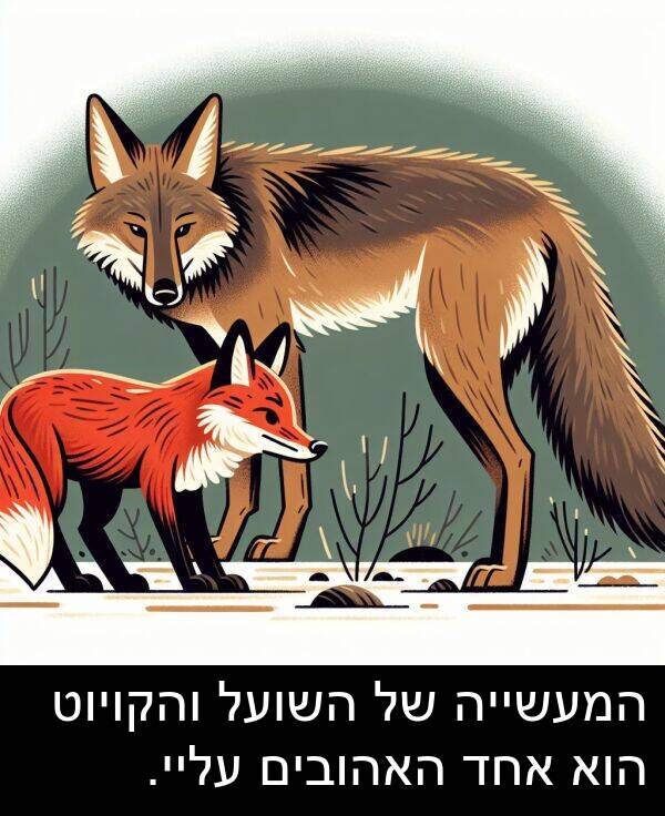 עליי: המעשייה של השועל והקויוט הוא אחד האהובים עליי.