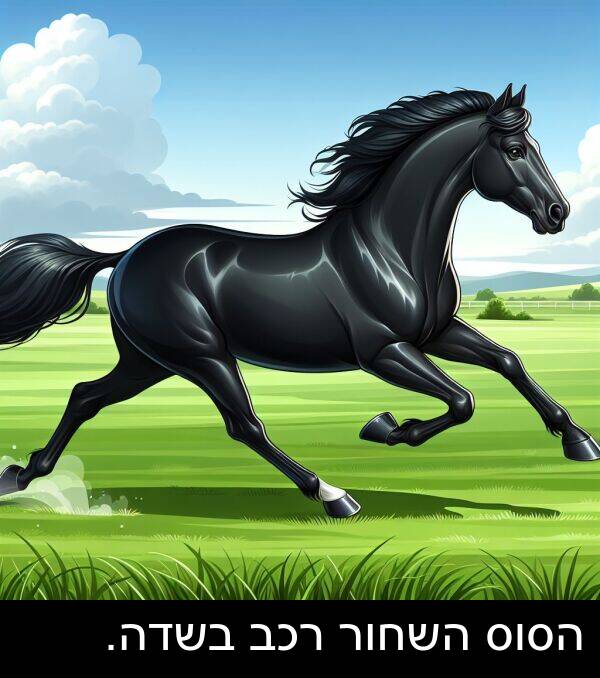 רכב: הסוס השחור רכב בשדה.