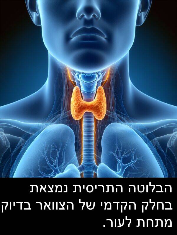 בדיוק: הבלוטה התריסית נמצאת בחלק הקדמי של הצוואר בדיוק מתחת לעור.