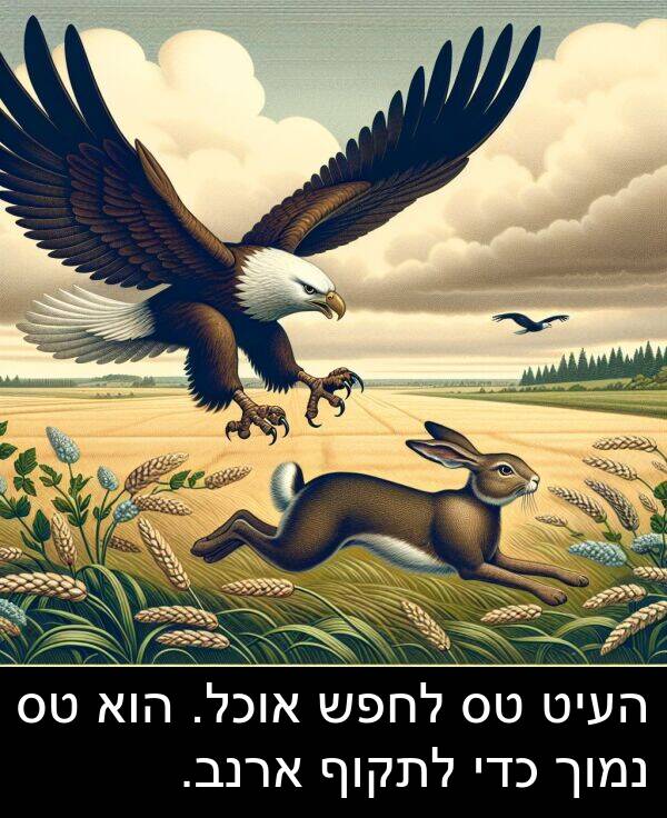 העיט: העיט טס לחפש אוכל. הוא טס נמוך כדי לתקוף ארנב.