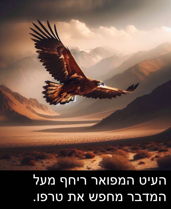 העיט: העיט המפואר ריחף מעל המדבר מחפש את טרפו.