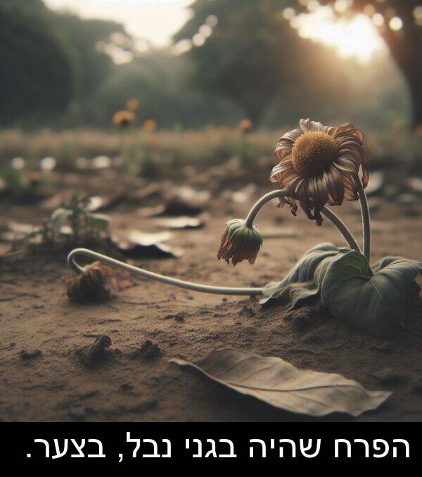 בגני: הפרח שהיה בגני נבל, בצער.