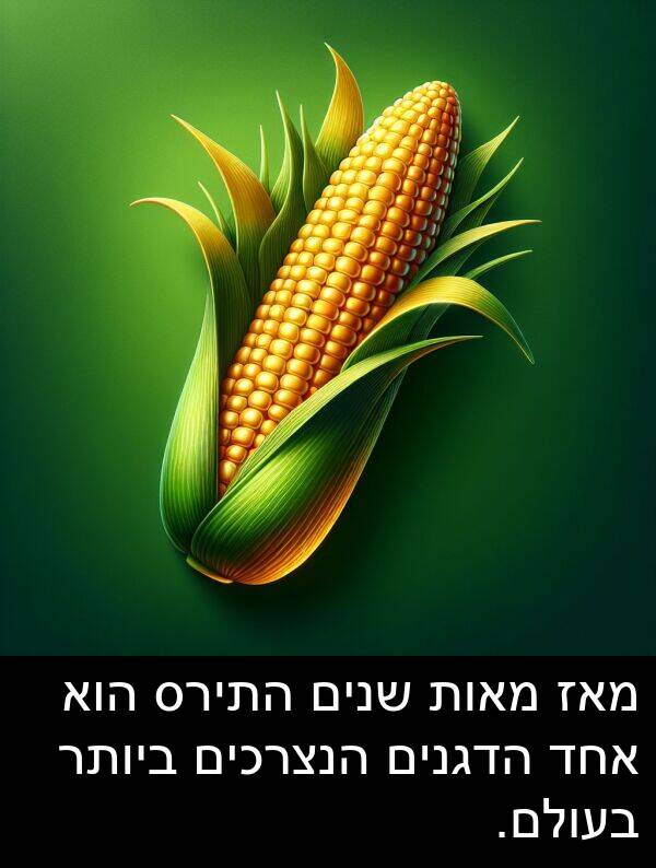 מאות: מאז מאות שנים התירס הוא אחד הדגנים הנצרכים ביותר בעולם.