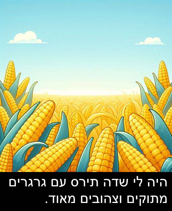 שדה: היה לי שדה תירס עם גרגרים מתוקים וצהובים מאוד.